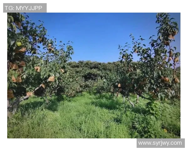 果园生态与可持续发展：探索现代果园管理与环境保护的融合路径